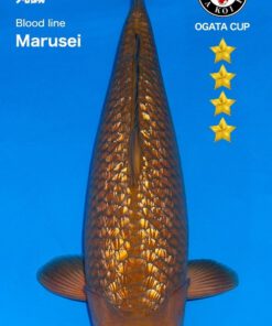 Ginrin Chagoi - Nisai - Marusei