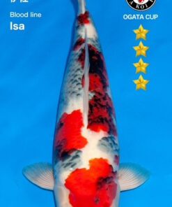 Showa Isa - Nisai (Ogata veiling)