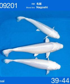 Platinum Ogon - Nisai - Nagoshi