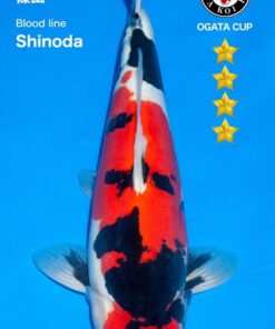 Doitsu Showa - Nisai - Shinoda