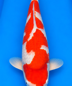 Kohaku Genjiro (HQ)