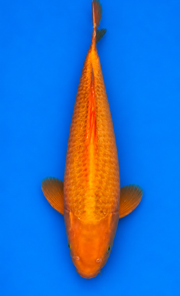 Beni Karashigoi Momotaro