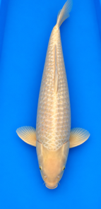 Chagoi Marusei