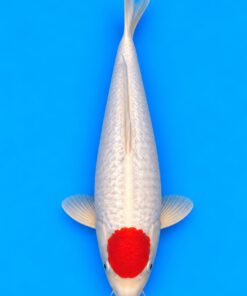 Tancho Kohaku Danichi