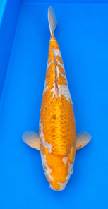 Ochiba Marusei